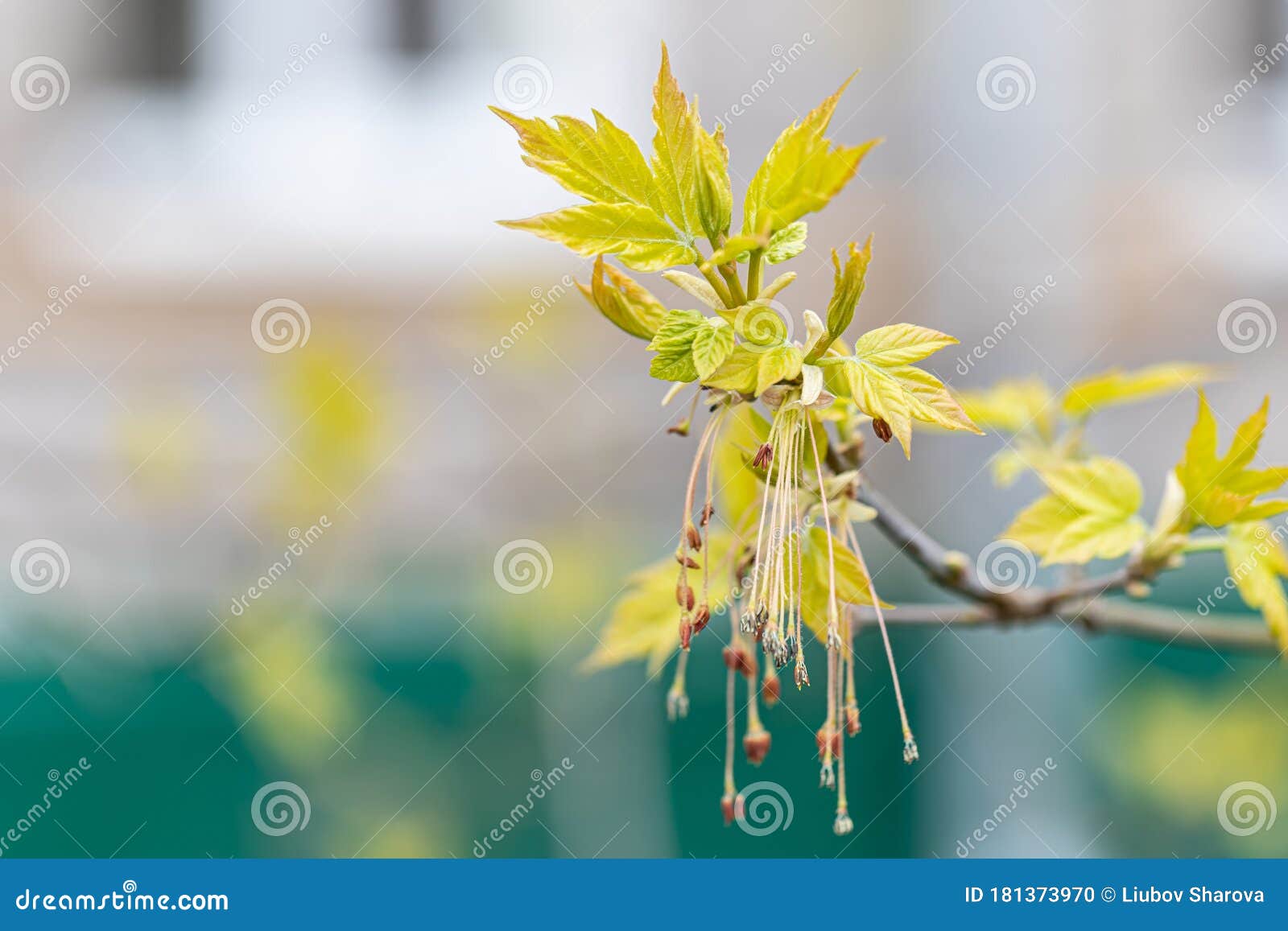 Взорвать лист весны свежих молодых на ветви дерева. Концепция ...