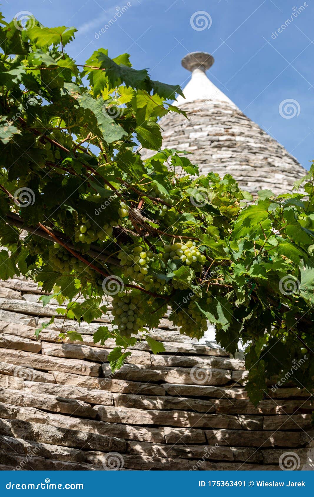 Виноград на крыше дома