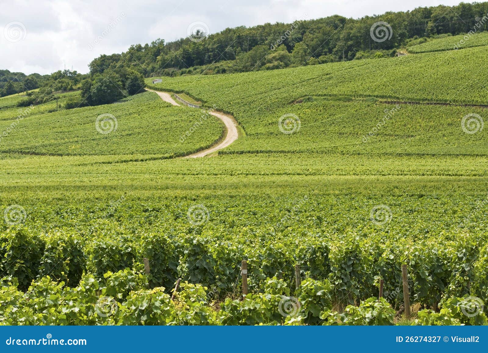 Виноградник в Коуте de Nuits Bourgogne, Burgundy. Франция.