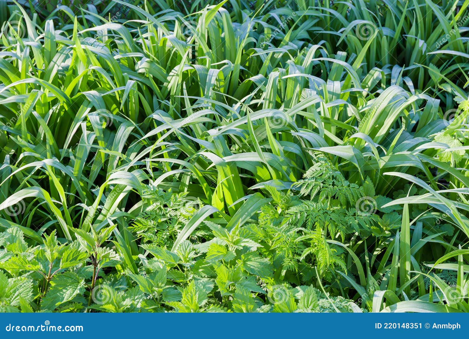 высокая трава, покрытая утренней росой Стоковое Изображение ...