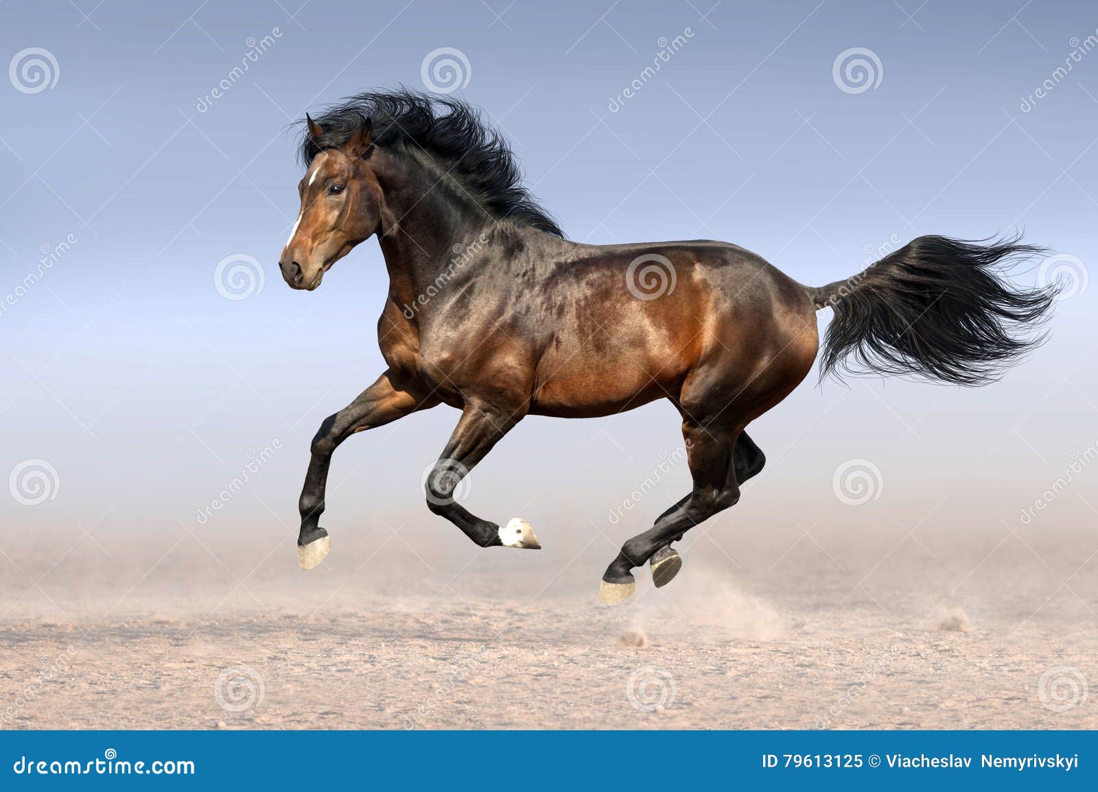 Лошадь бежит фронтально