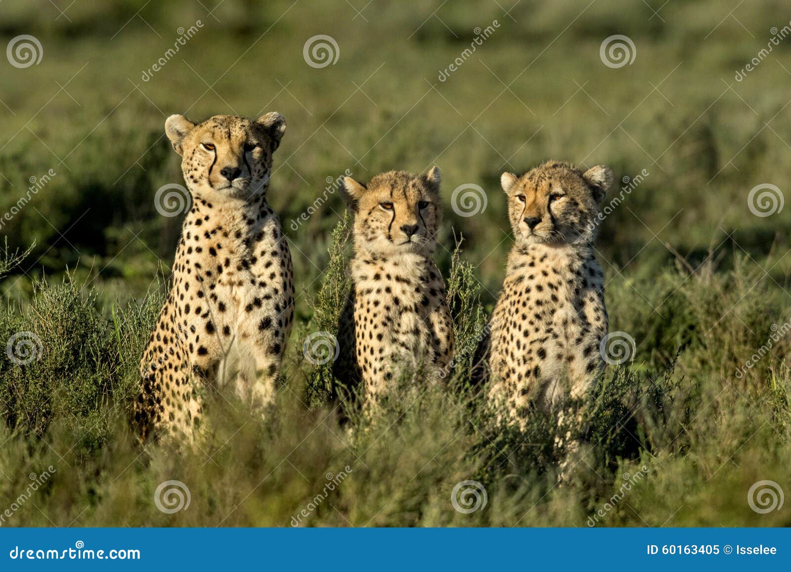 3 гепарда сидя, Serengeti, Танзания