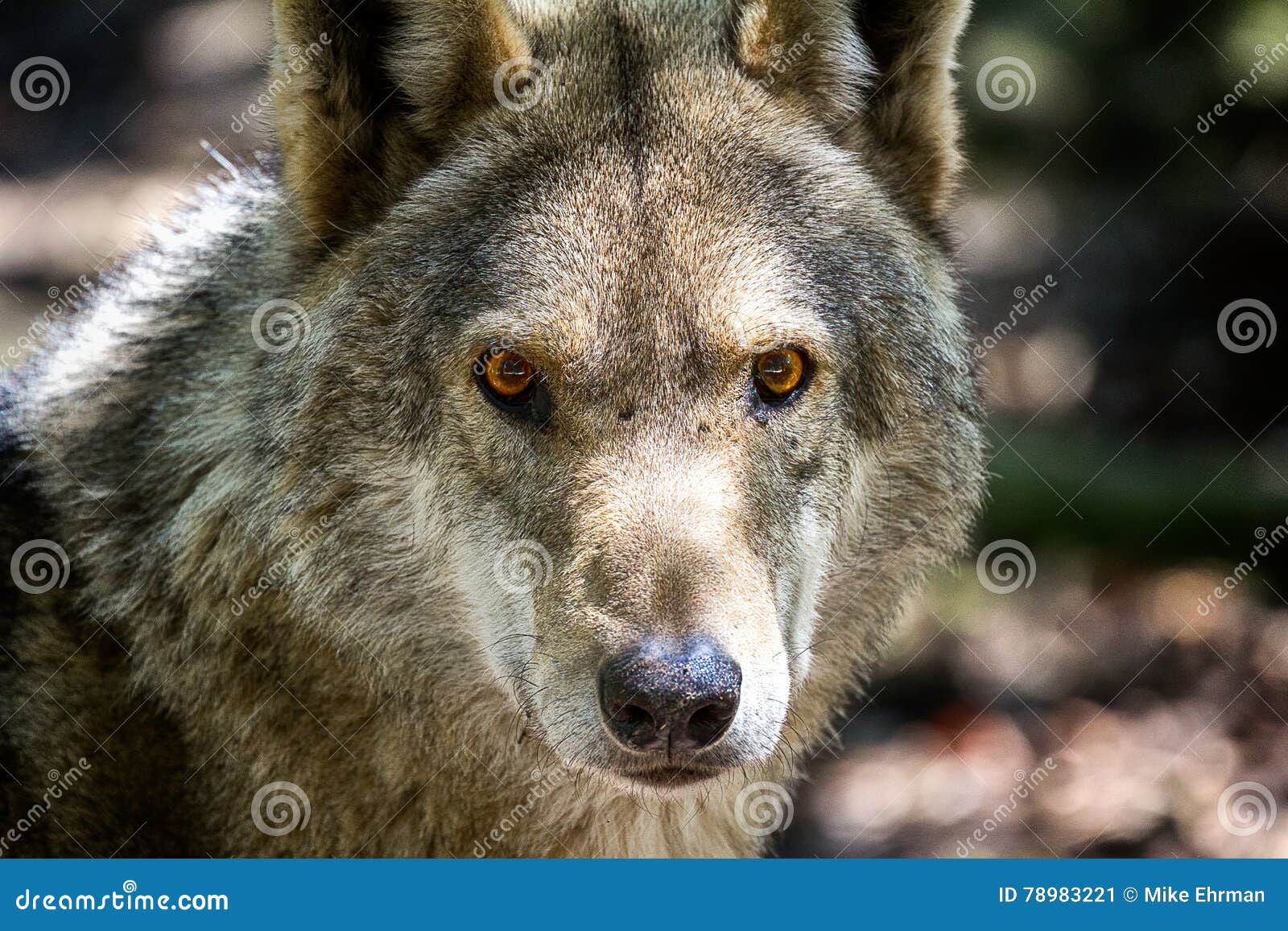 Голова и глаза волка. Детальный портрет wolf& x27; голова s с наблюдать и сигналом тревоги глаз