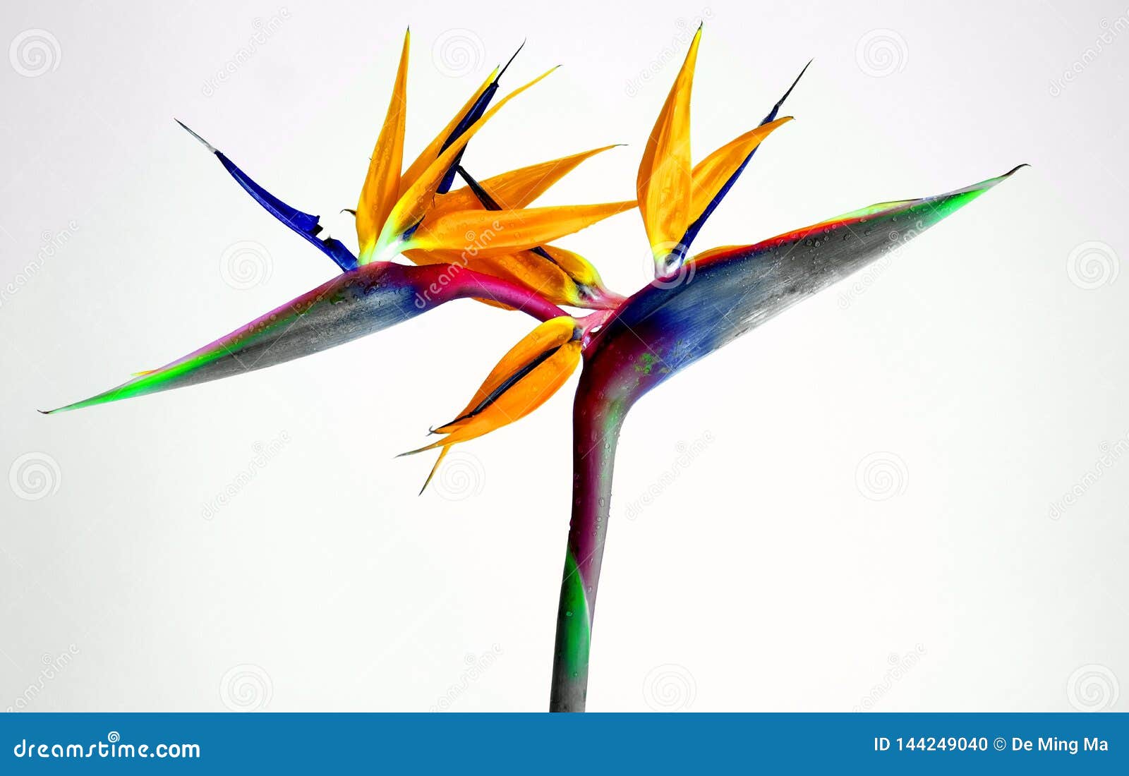 Голова райской птицы двойная Стоковое Фото - изображение насчитывающей ...