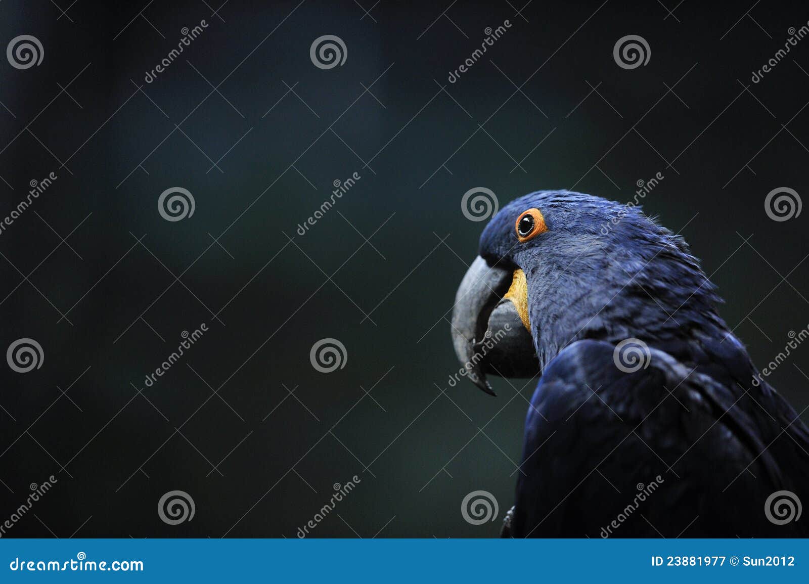 голубой macaw. голубой смотря озадаченный macaw