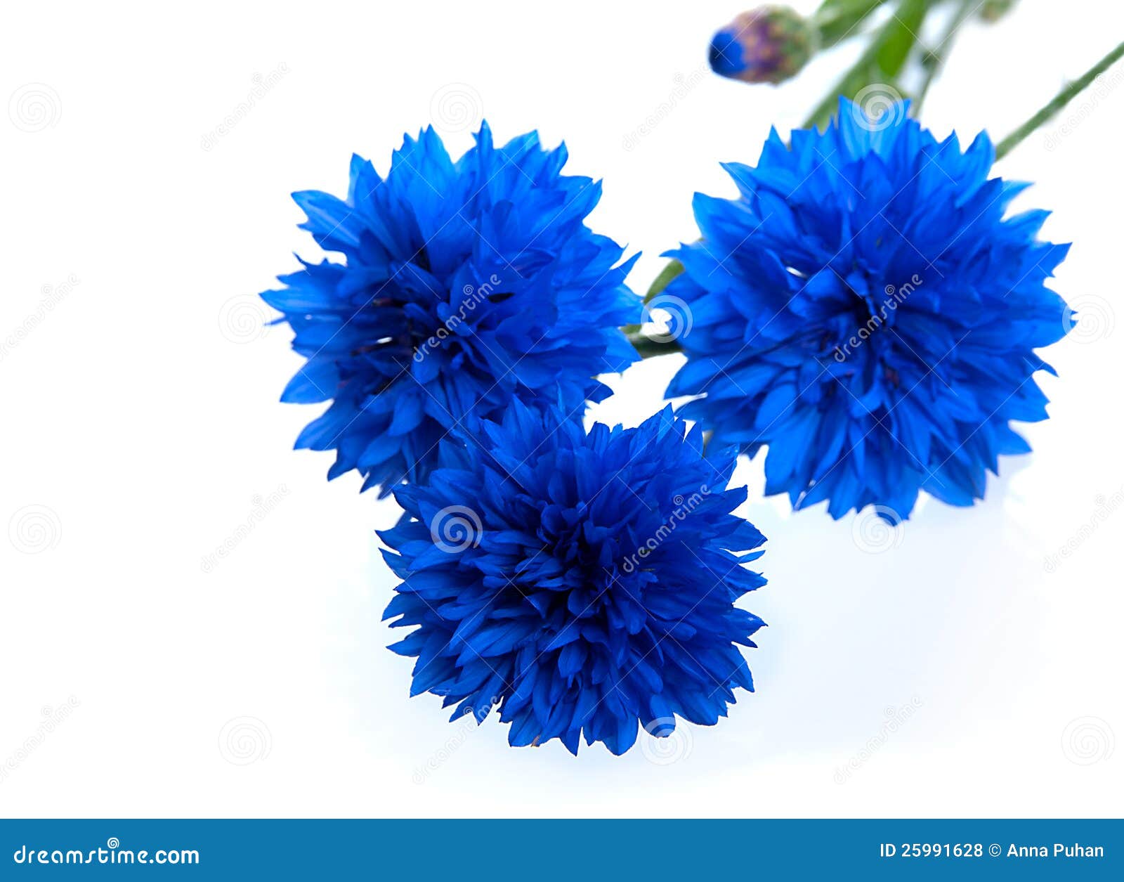 Голубой цветок Cornflower. Голубое cyanus цветка или Centaurea Cornflower - однолетнее цветковое растение в Asteraceae семьи. изолировано на белой предпосылке