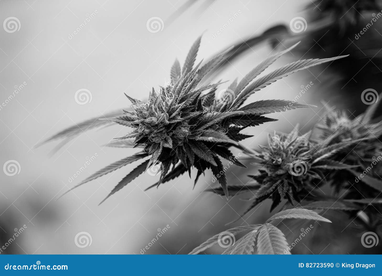 Городской вырастите медицинская марихуана Стоковое Фото - изображение ...