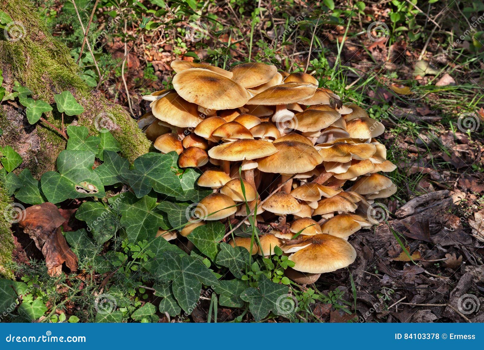 Грибы меда. гриб меда, группа в составе съестное mellea растя в древесинах - пук armillaria свежего грибка меда на старом пне леса
