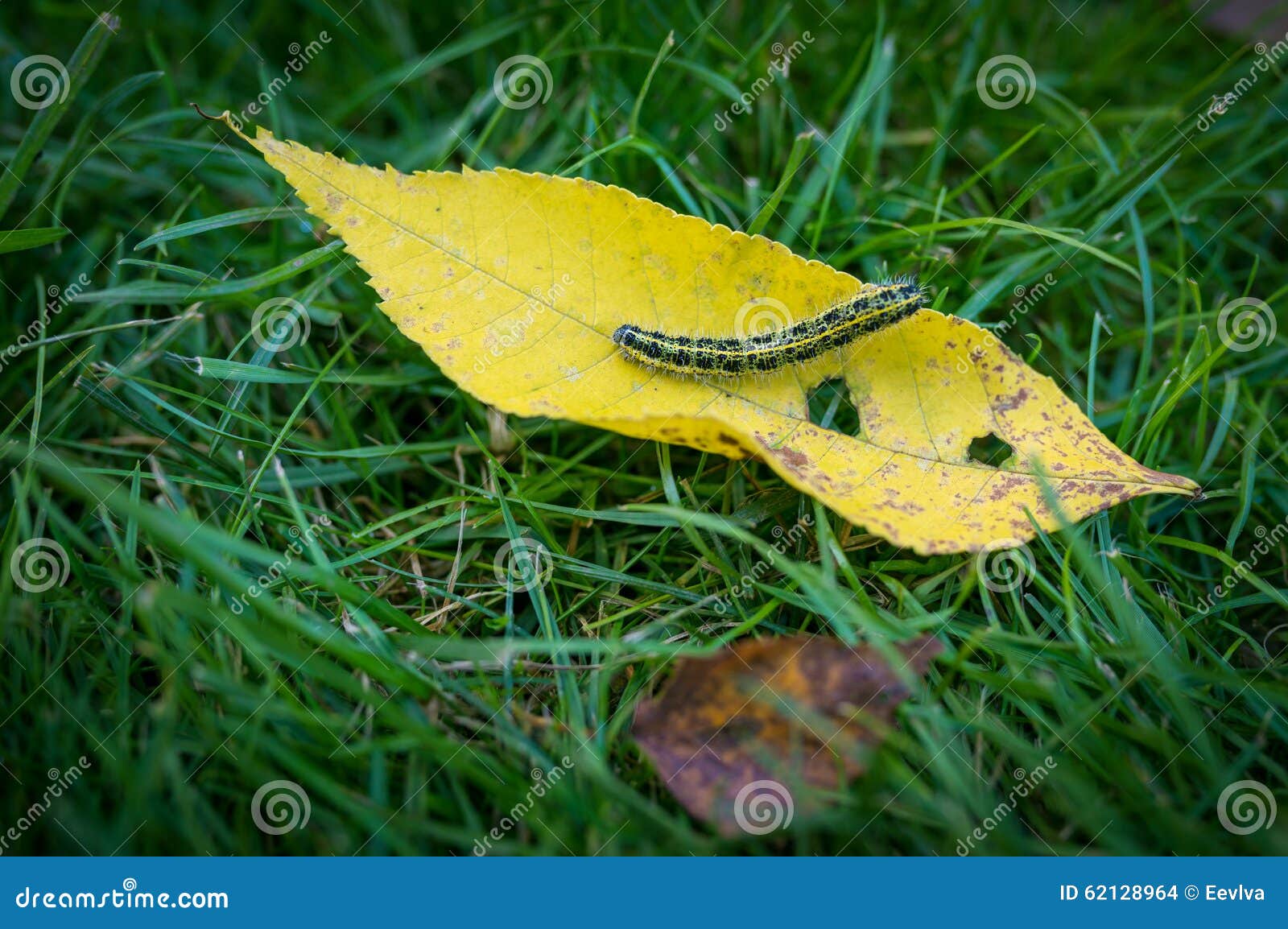 Картинки гусеница в осенних листьях