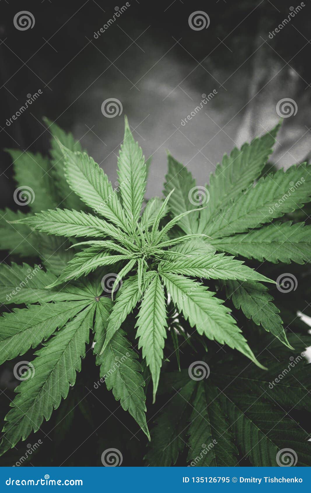 Цветок марихуаны фото как купить марихуану краснодаре