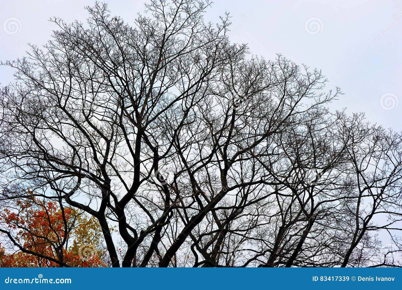 Деревья осени без листьев, чуть-чуть ветвей дерева дуба Стоковое ...