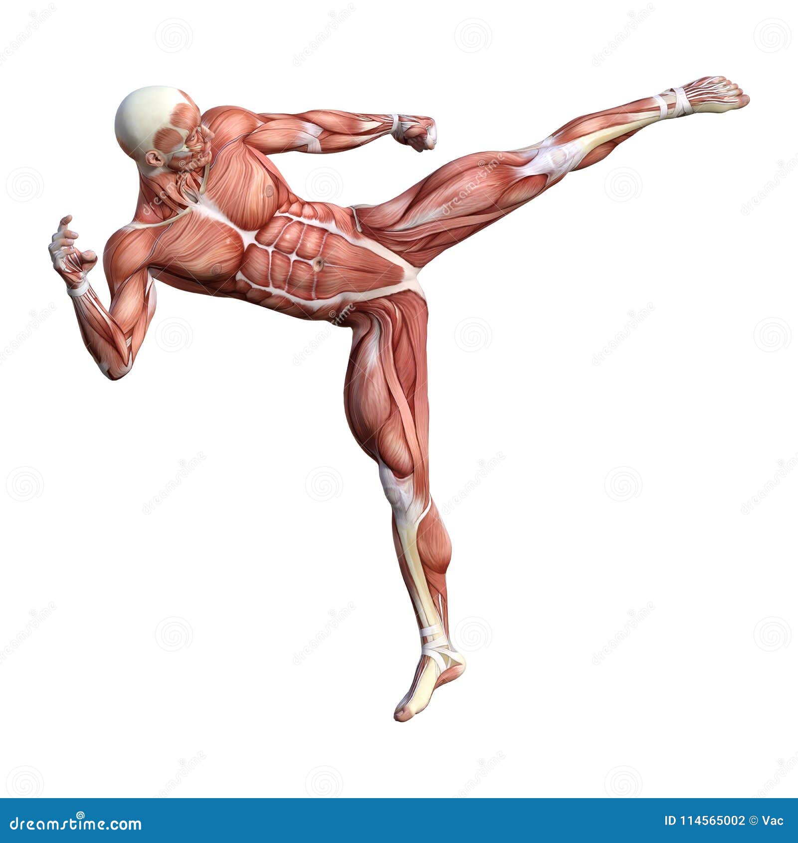 диаграмма анатомии перевода 3D мужская на белизне Иллюстрация штока ...