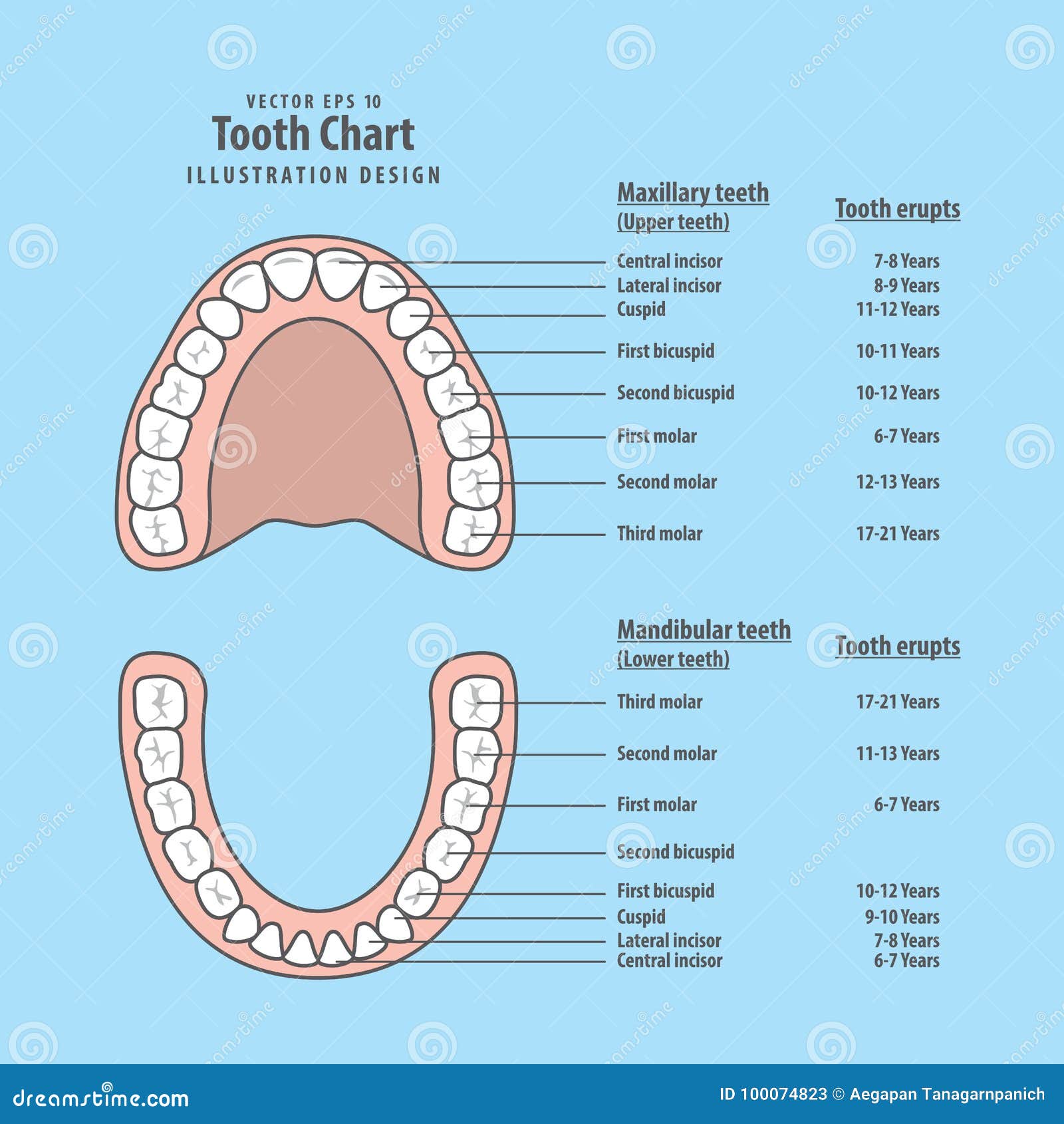 Tooth charting