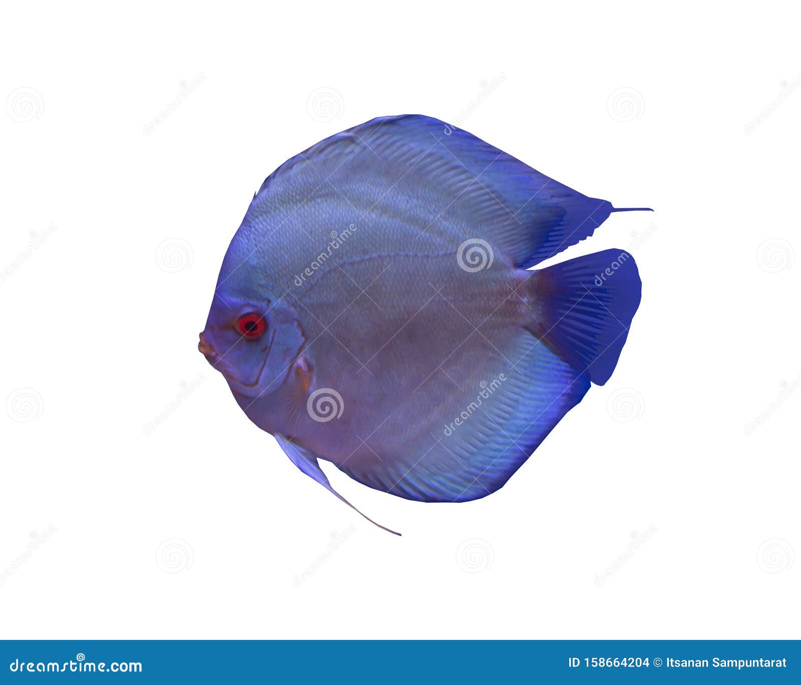 Дискусная рыба на белом фоне. Рыба с голубым бриллиантом, изолированная на белом фоне