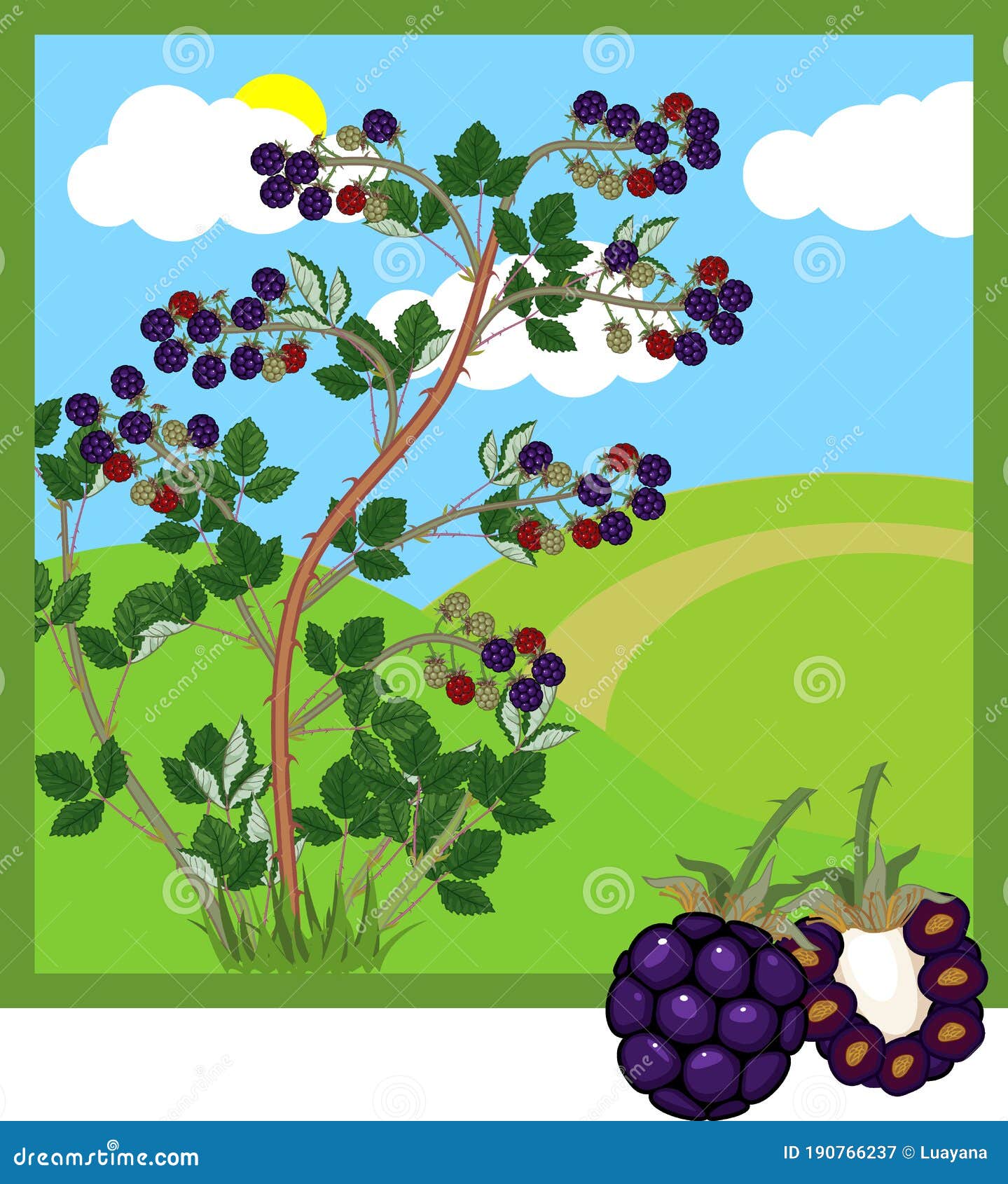 Cartoon Blackberry Shrub with Ripe Berries Stock Vector Illustration of plant, ripe 190766237