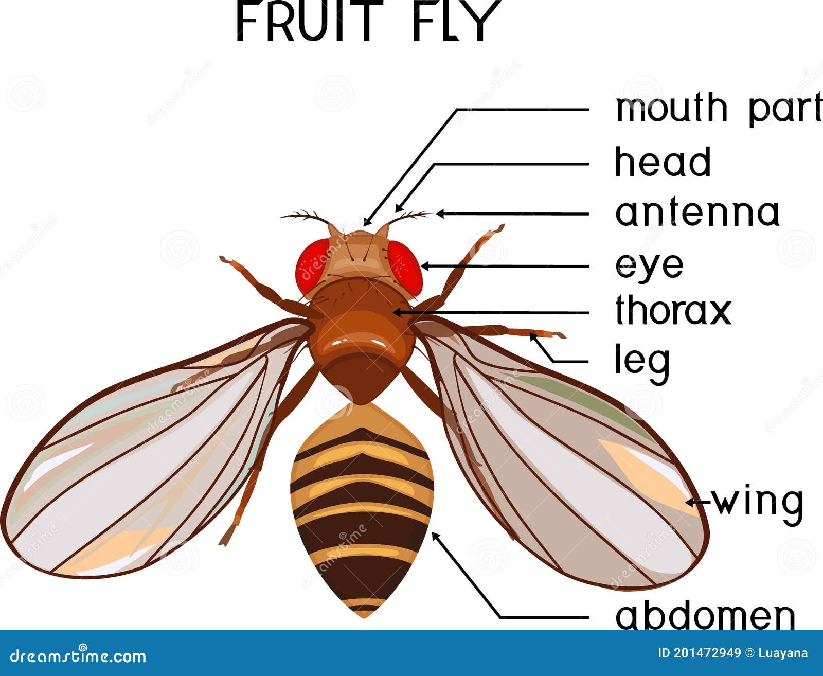 Scheme of Structure of Fruit Fly Drosophila Melanogaster Stock Vector