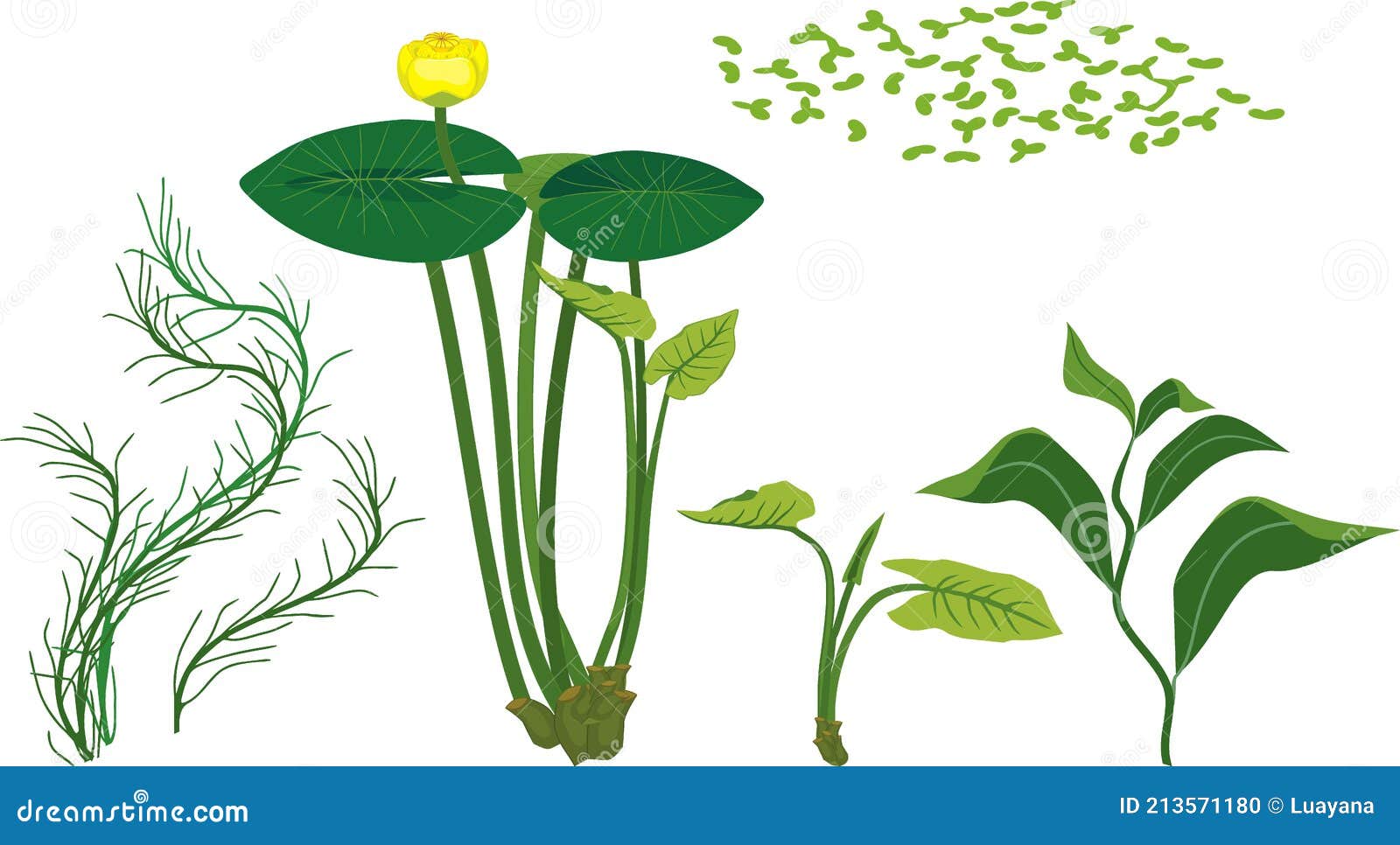 Aquatic Plants Stock Illustrations 4,156 Aquatic Plants Stock Illustrations, Vectors & Clipart