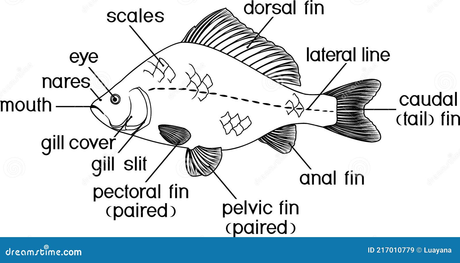 Coloring Page with Fish External Anatomy. Stock Vector Illustration