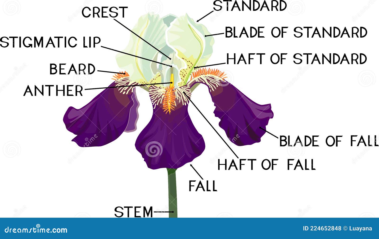 Parts of Iris Flower Isolated on White Stock Vector Illustration of