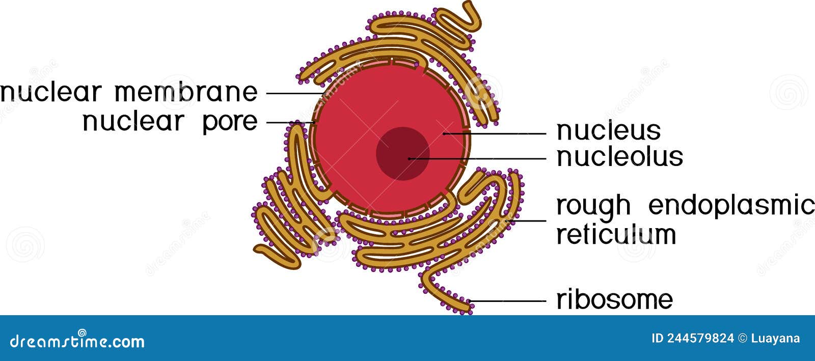 Animal Cell Nucleus and Rough Endoplasmic Reticulum RER. Educational