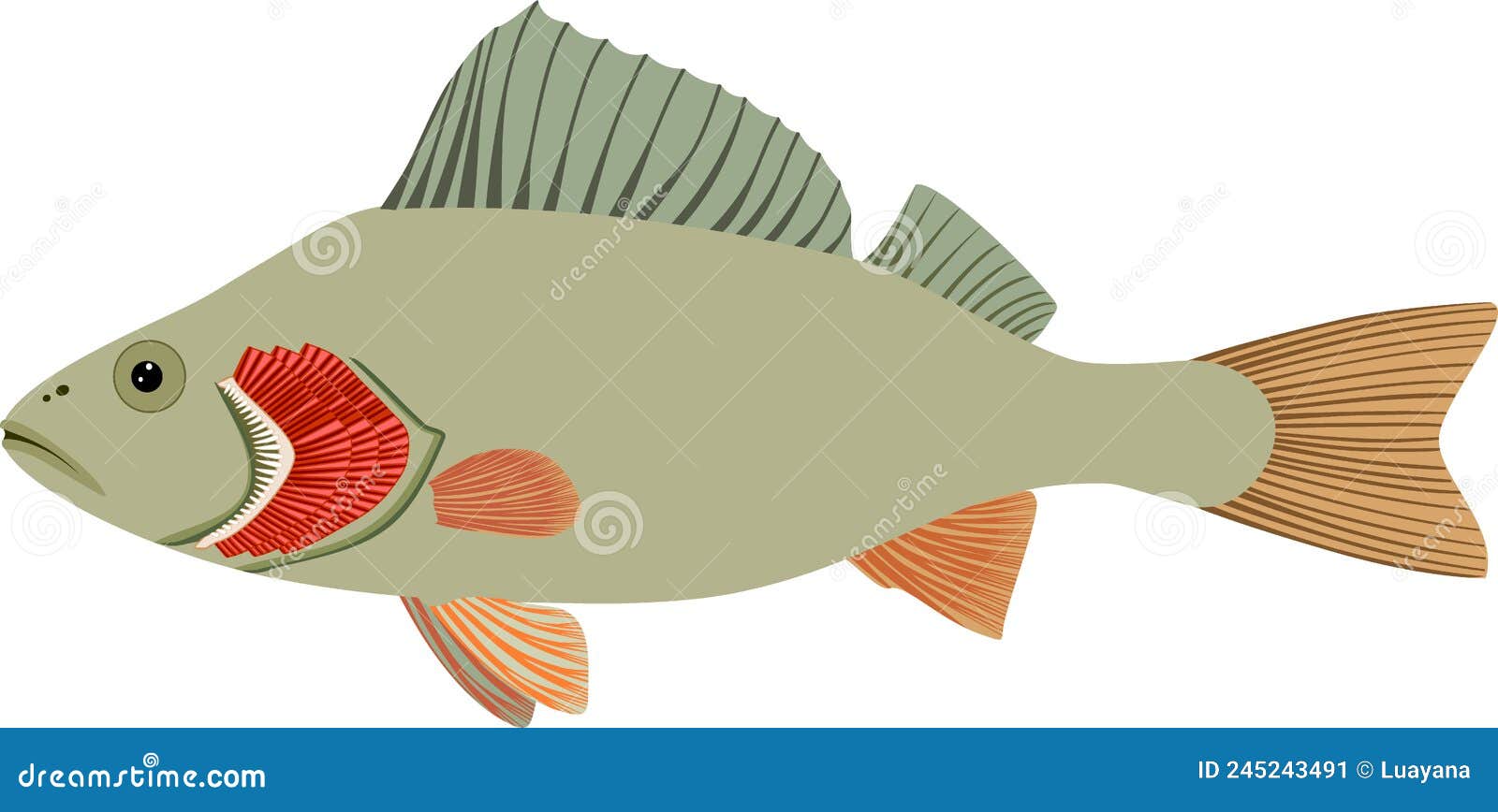 Fish with Red Gills. Educational Material with for Biology Lesson Stock