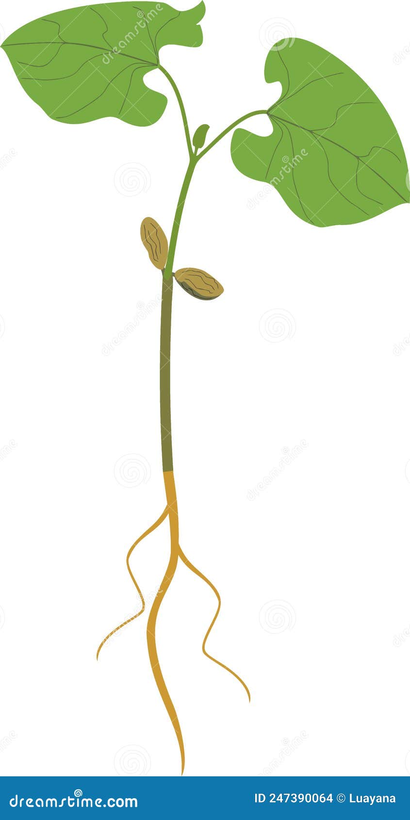 Sprout of Bean Plant with Green Leaves and Root System Isolated on