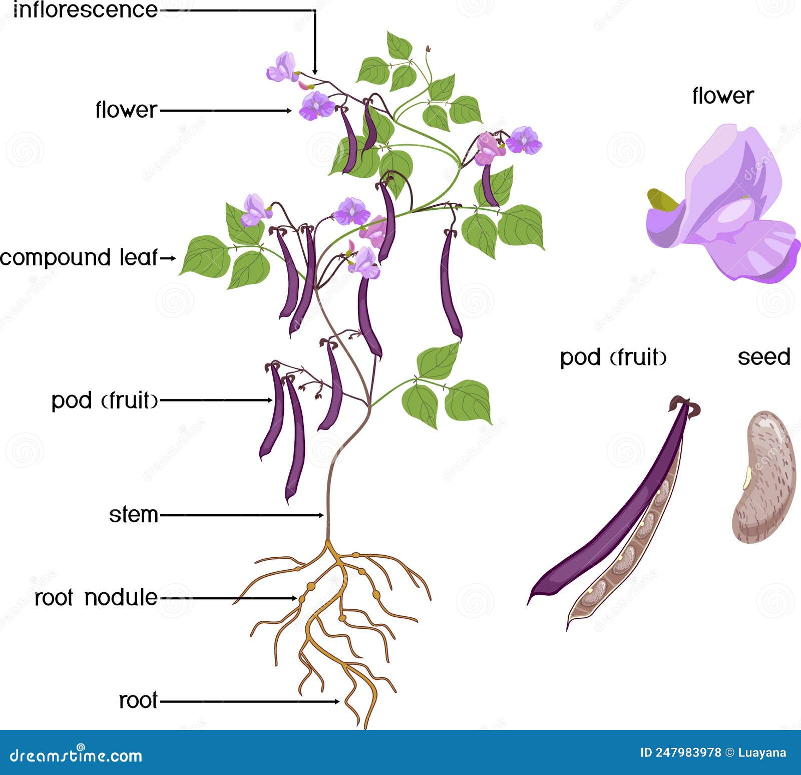 Parts of Plant. Morphology of Bean Plant with Purple Fruits, Flowers