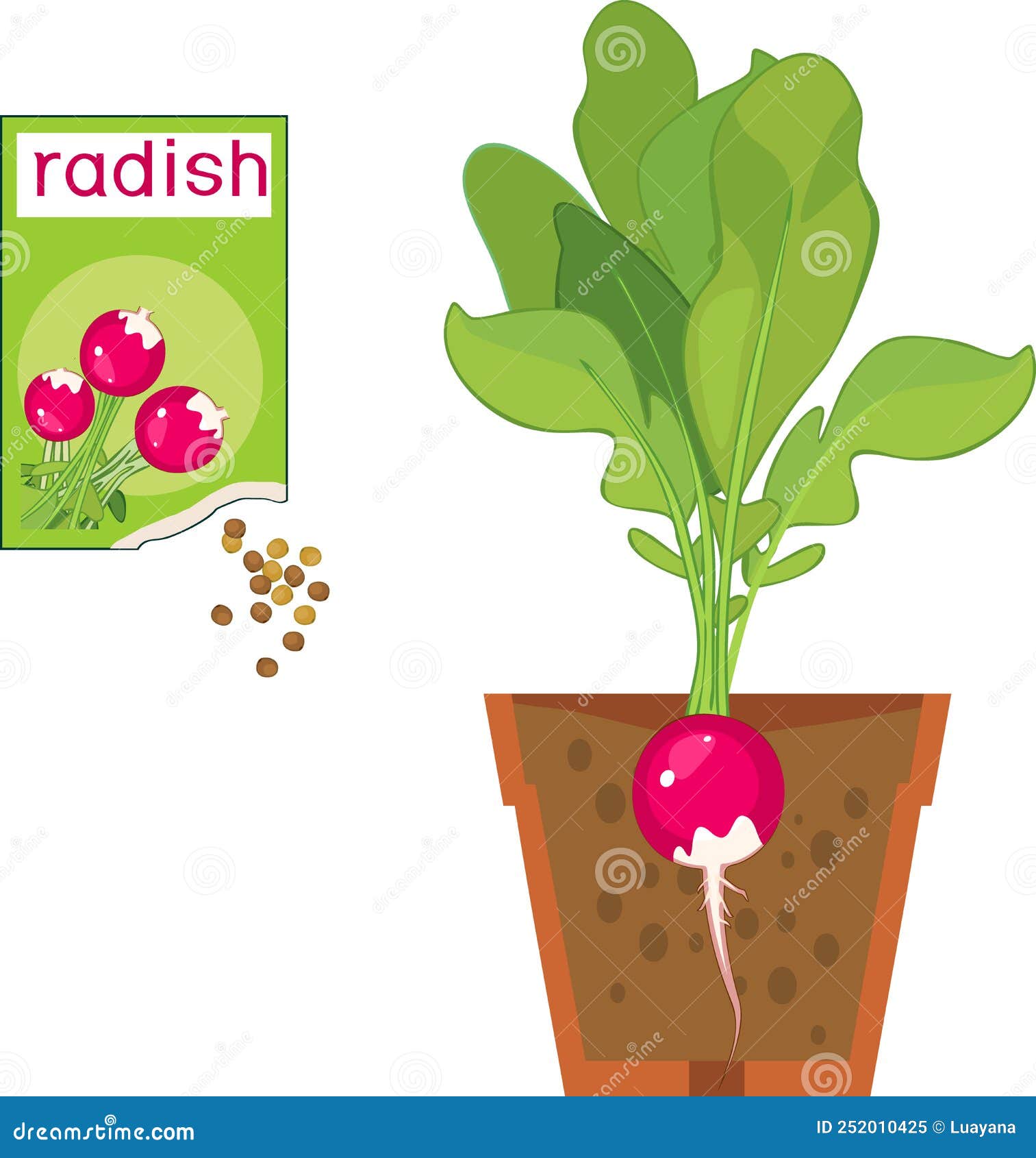 Radish Plant with Ripe Pink Rootcrop, Green Leaves, Root System in