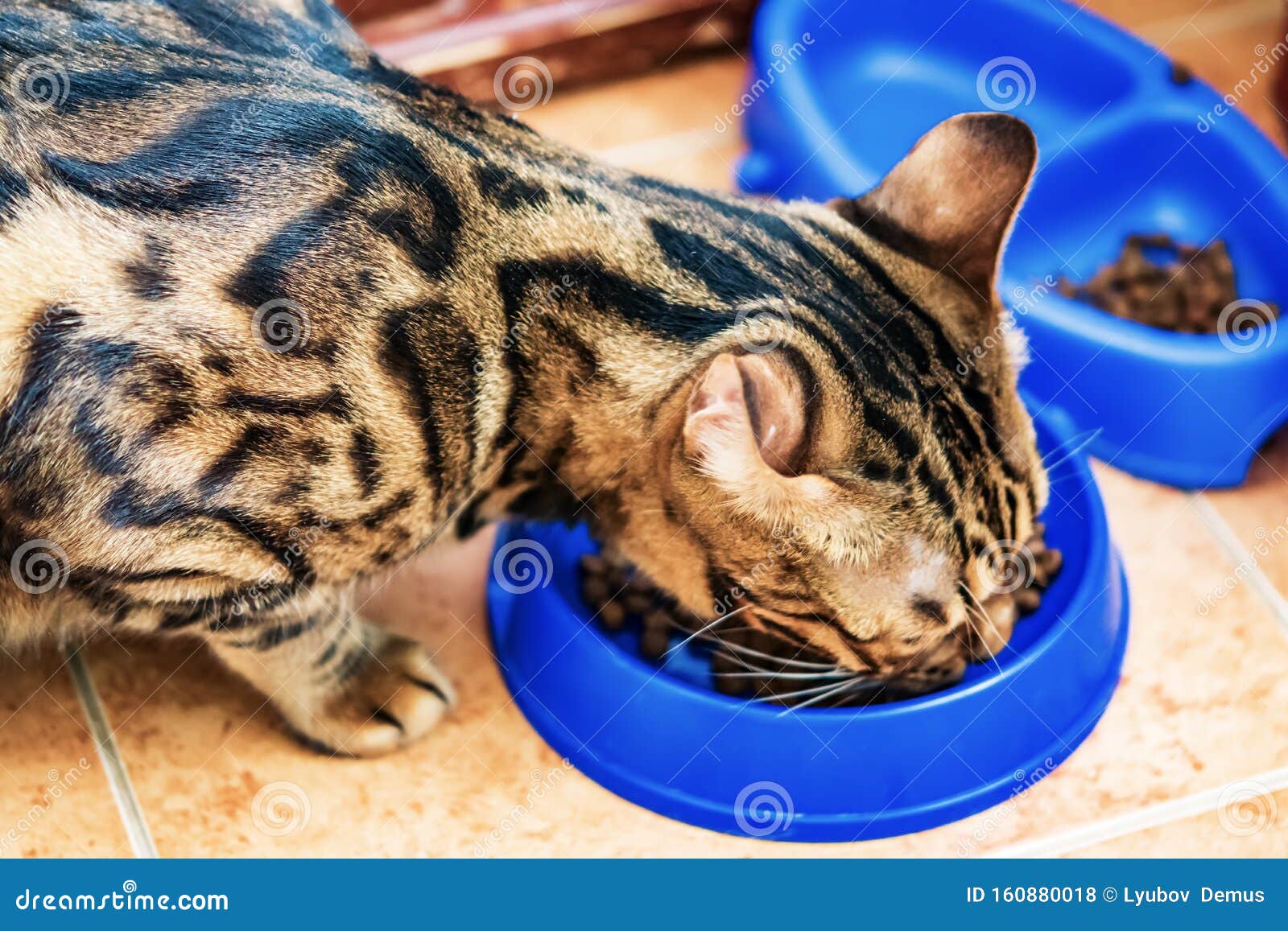 бенгальская кошка ест