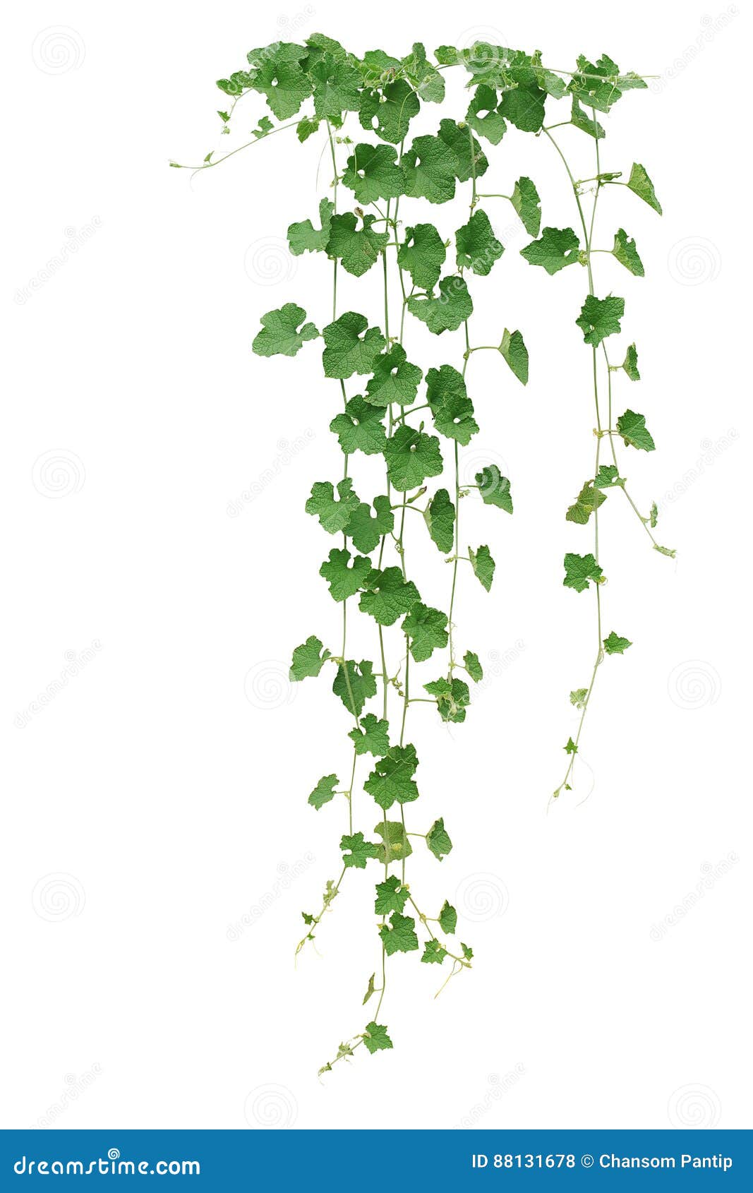 Дыня зимы или лозы тыквы воска с толстыми листьями зеленого цвета и ...