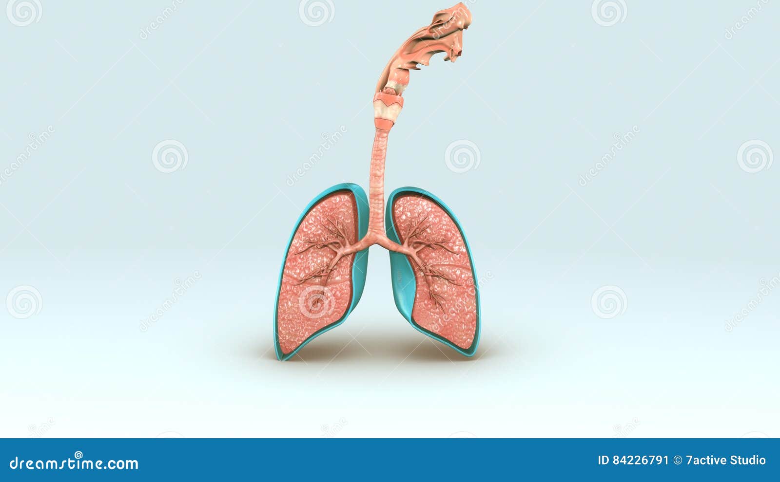 Дыхательная система человека 3д