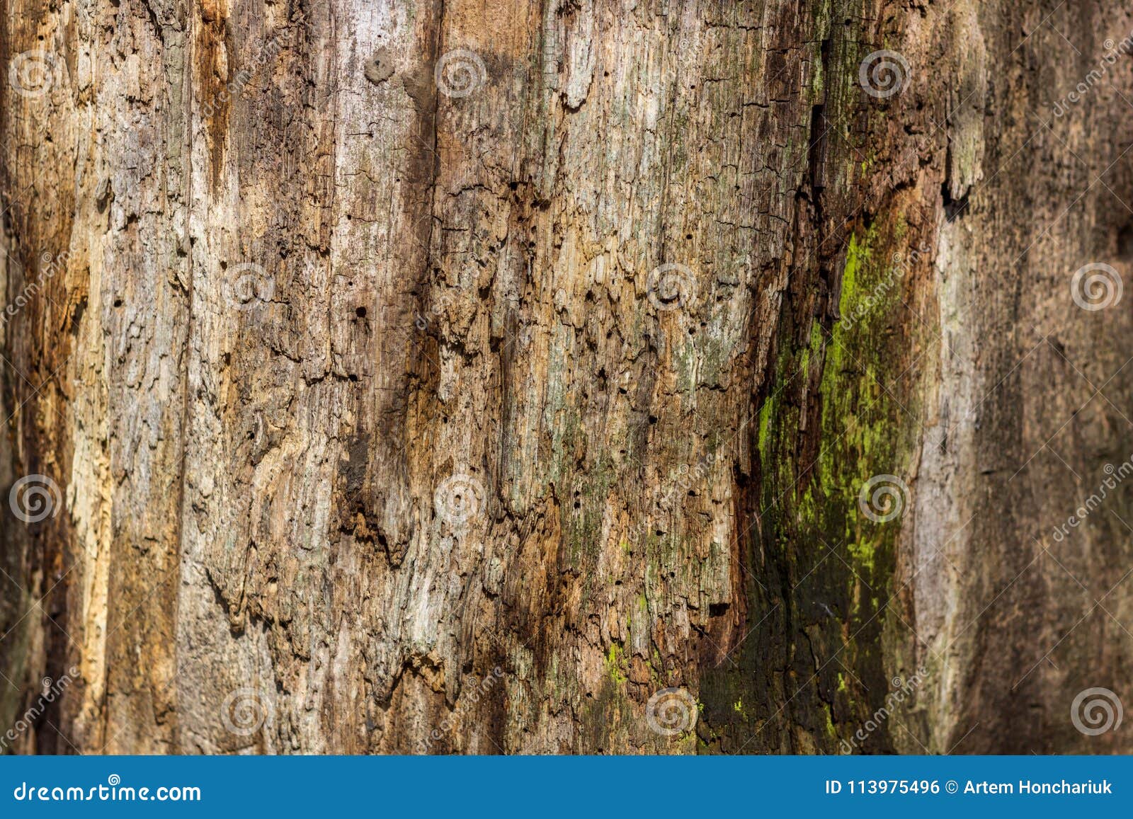 Естественная предпосылка тухлой древесины на очень старых пнях дерева Текстура старых пней Старый пень покрытый с лишайниками