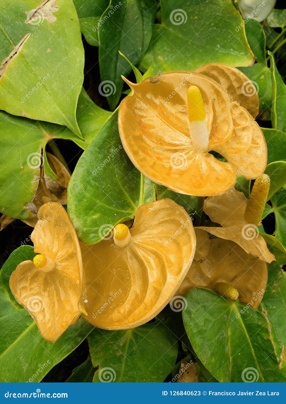 Почему желтеют листья у антуриума?