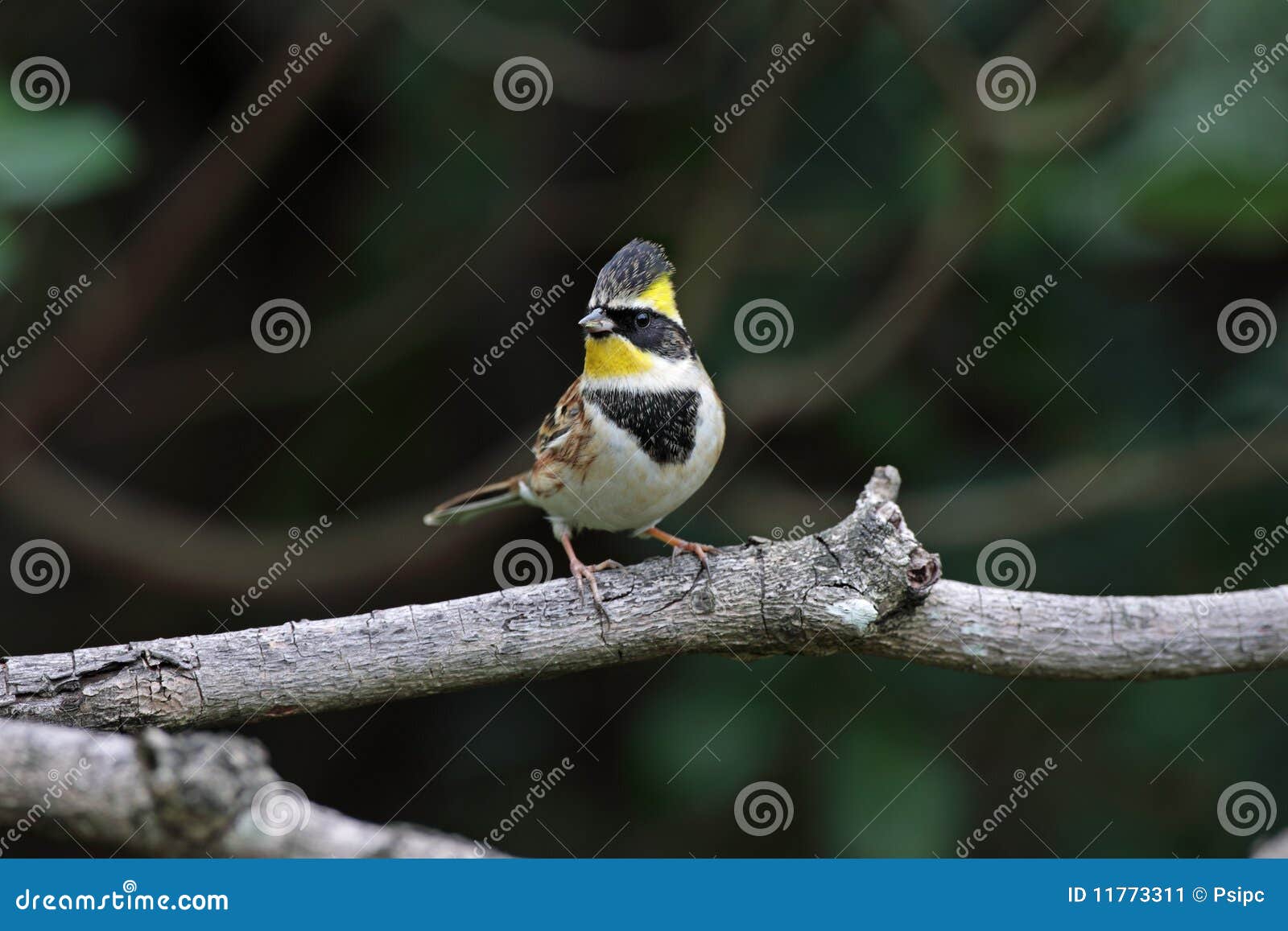 желтый цвет emberiza elegans овсянки throated. Центральный Китай рос Корея другие места Сибирь вверх