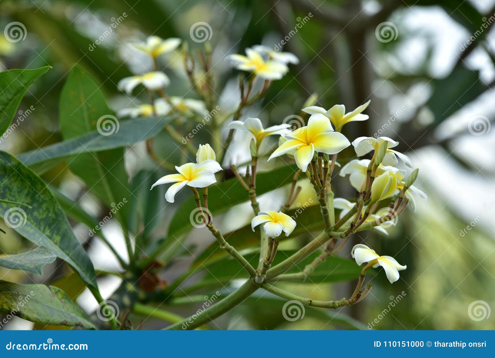 Желтый цветок Красочные цветки в природе. Цветок Plumeria белый цветок или желтая предпосылка цветка Красочные цветки в природе