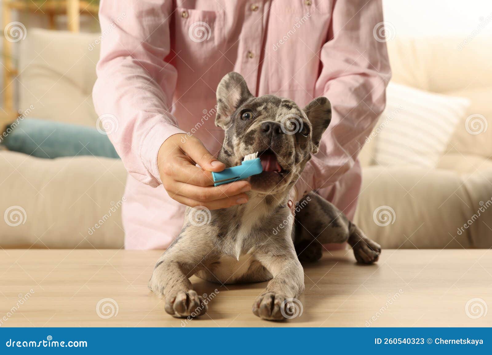 женщина чистит собачьи зубы за столом в закрытом помещении Стоковое ...