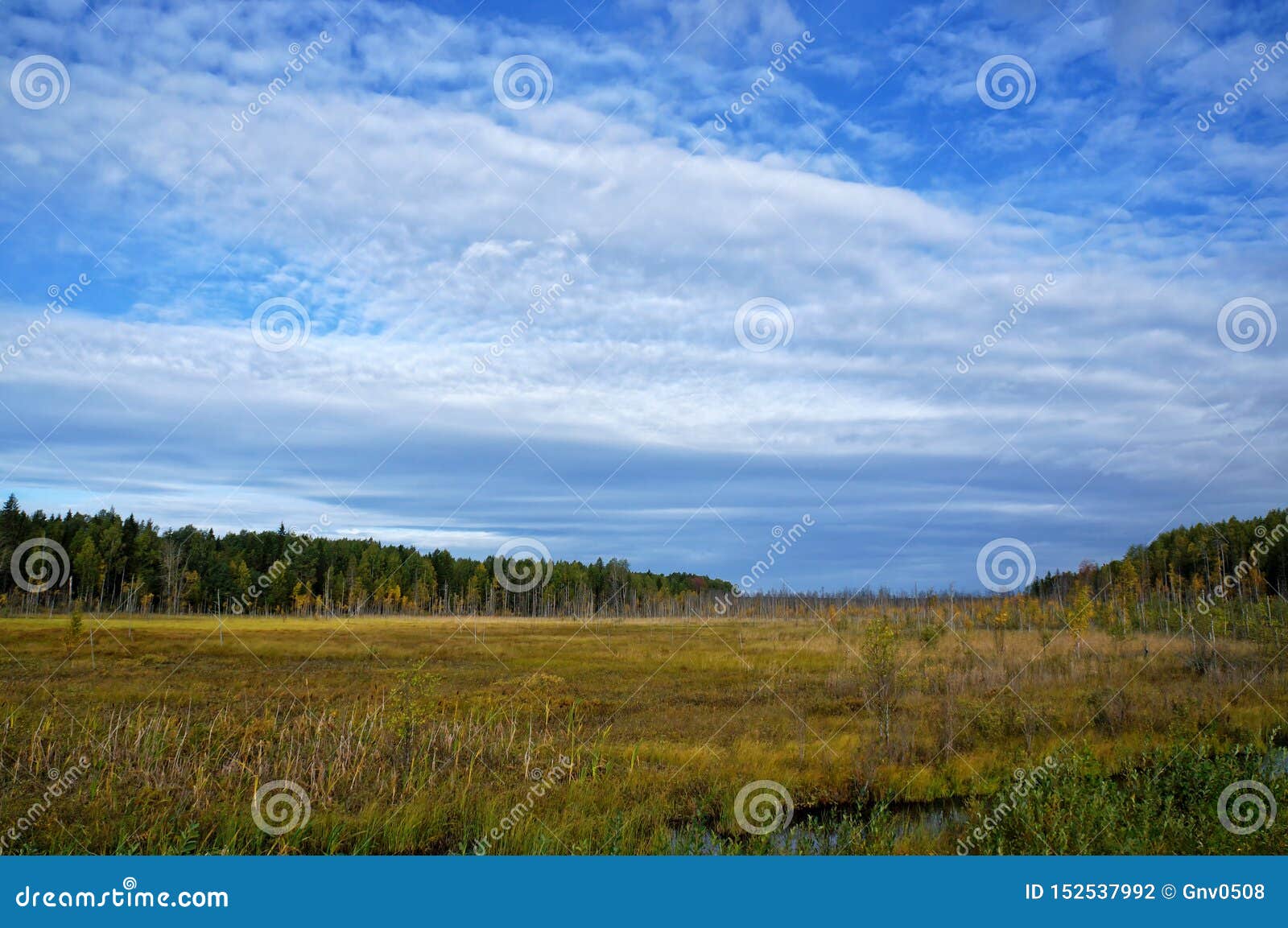 Живописный взгляд заболоченного места с сухой травой и небольших деревьев во время золотой осени Россия, восточный Karelia