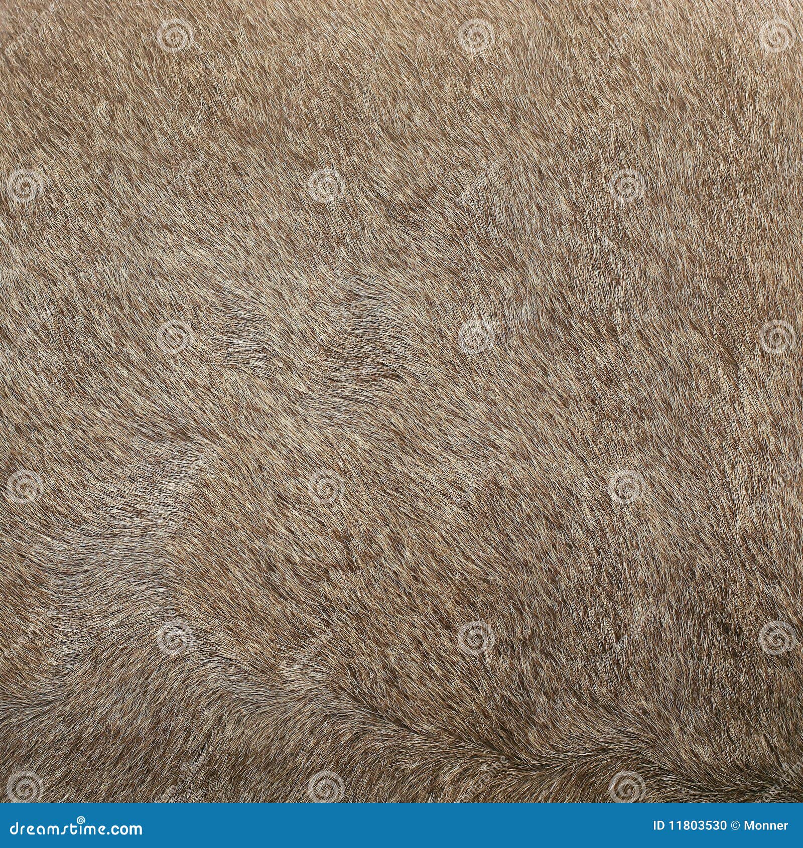 животное пальто. взгляд ibex шерсти capra близкий