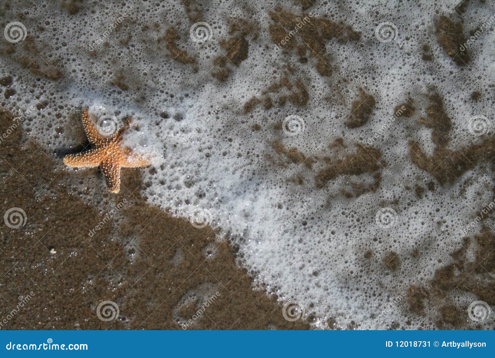 жизнь. пляж приливом снесенным starfish тропическим