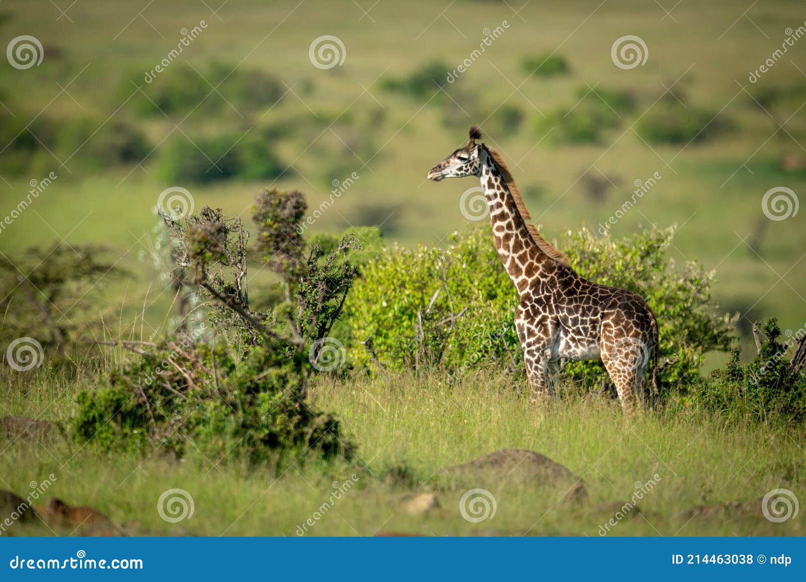 жираф конопля