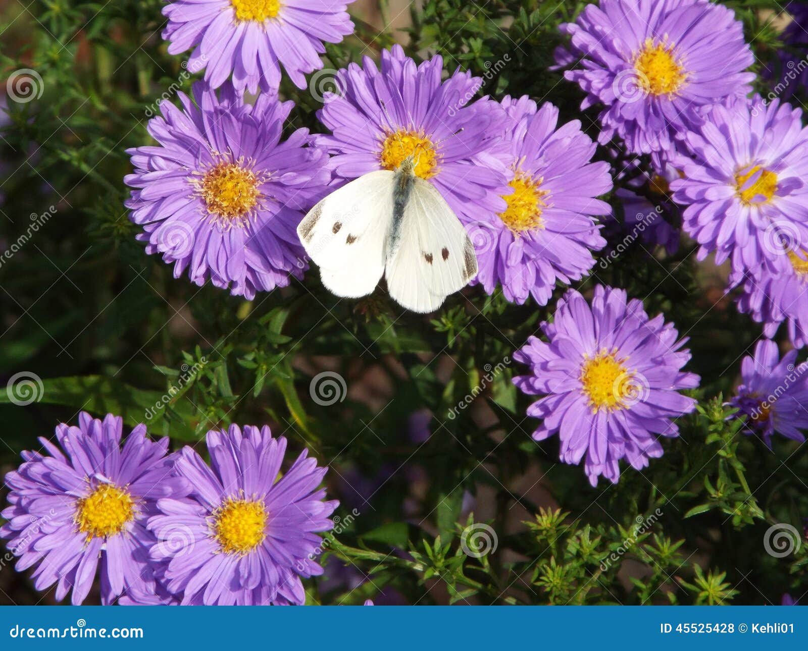 злаковик цветков бабочки после полудня поздно естественный Стоковое ...