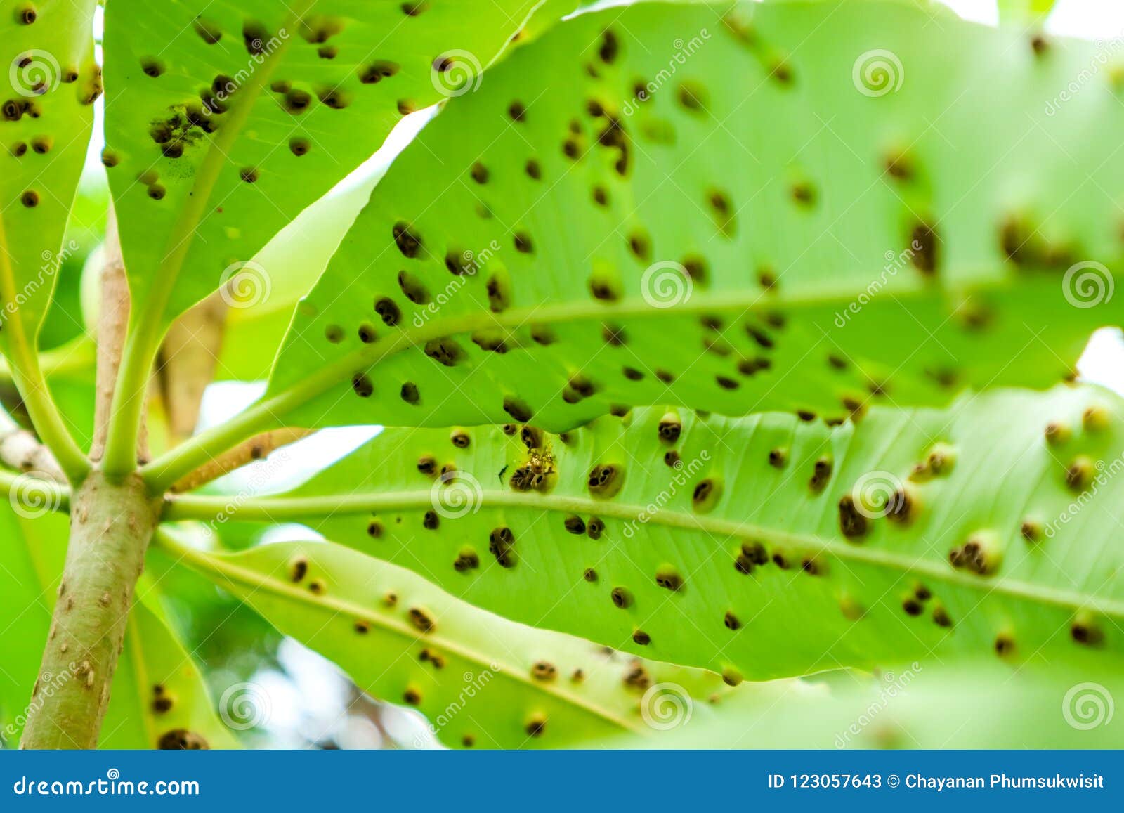 Tree diseases anthracnose
