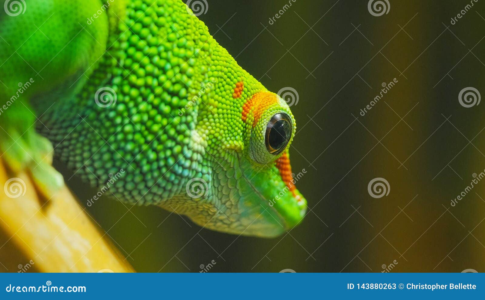 Закройте вверх гекконовых дня Мадагаскара гигантских Стоковое ...