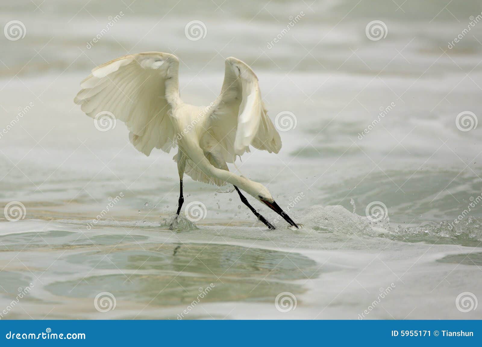 звероловство egret. заразительное watter рыб egret