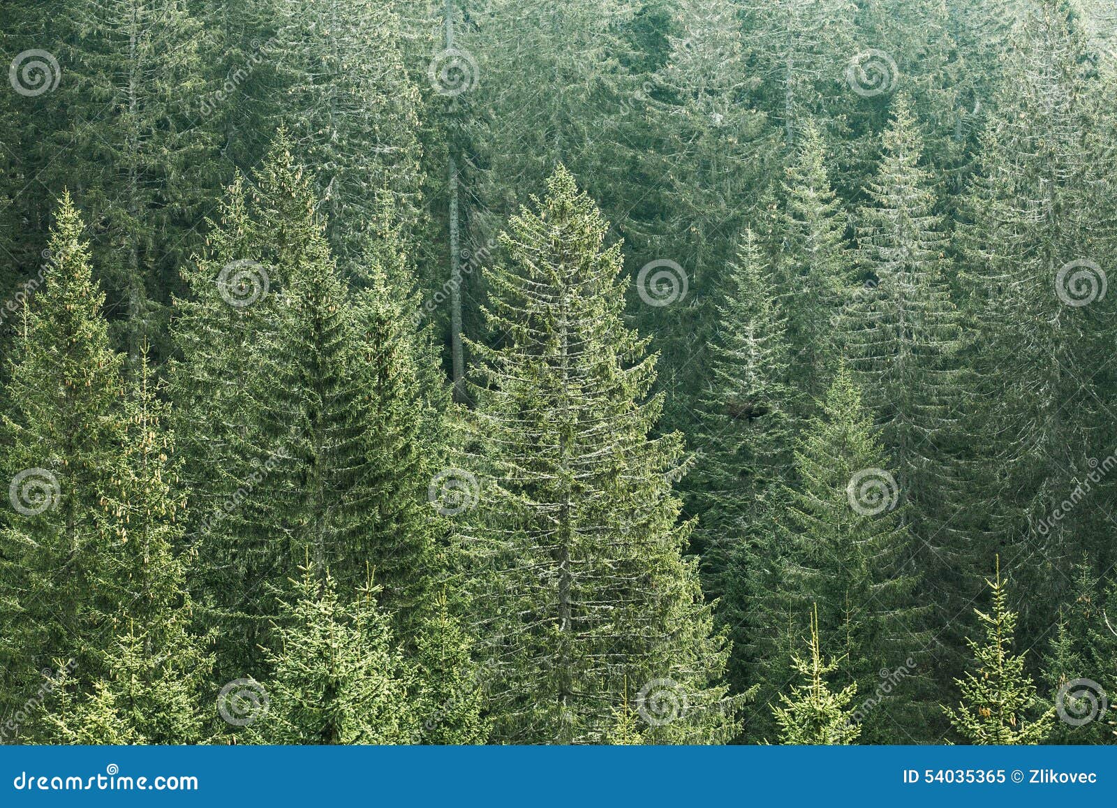Зеленый coniferous лес с старыми спрусом, елью и соснами. Лес здоровых, зеленого цвета coniferous с старым спрусом, ель и сосны в районе дикой природы национального парка Устойчивая индустрия, экосистема и здоровые концепции окружающей среды