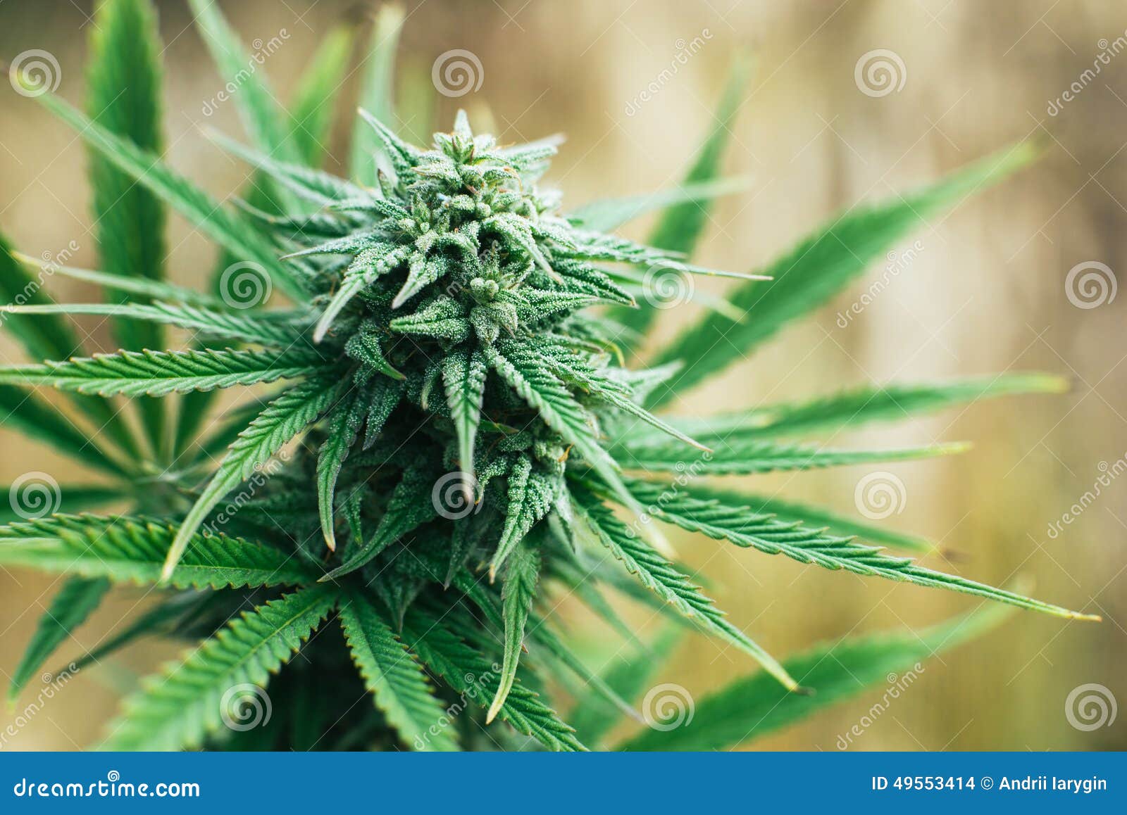 фото урожай марихуаны