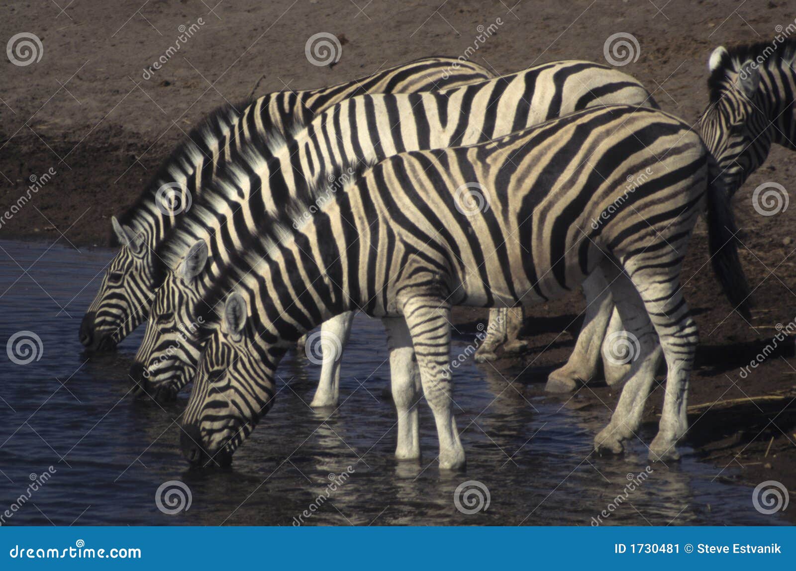 зебры отверстия 3. отверстие Намибия etosha Африки 3 зебры