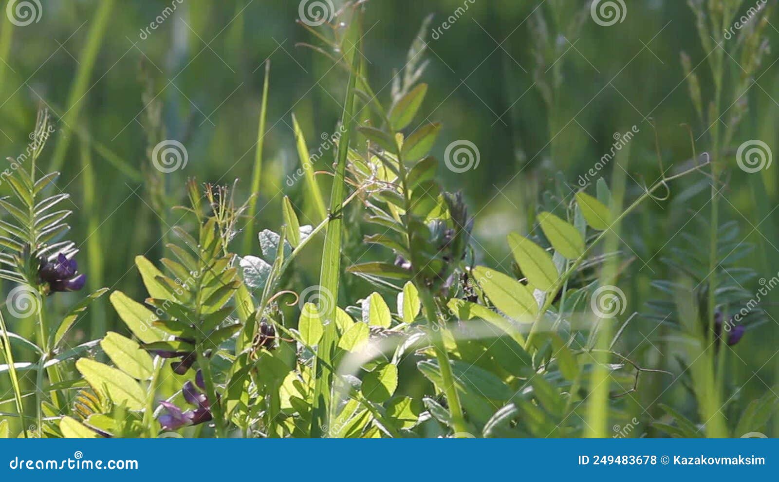 зеленая листва растительного растения виция и зелёная трава в лугу ...