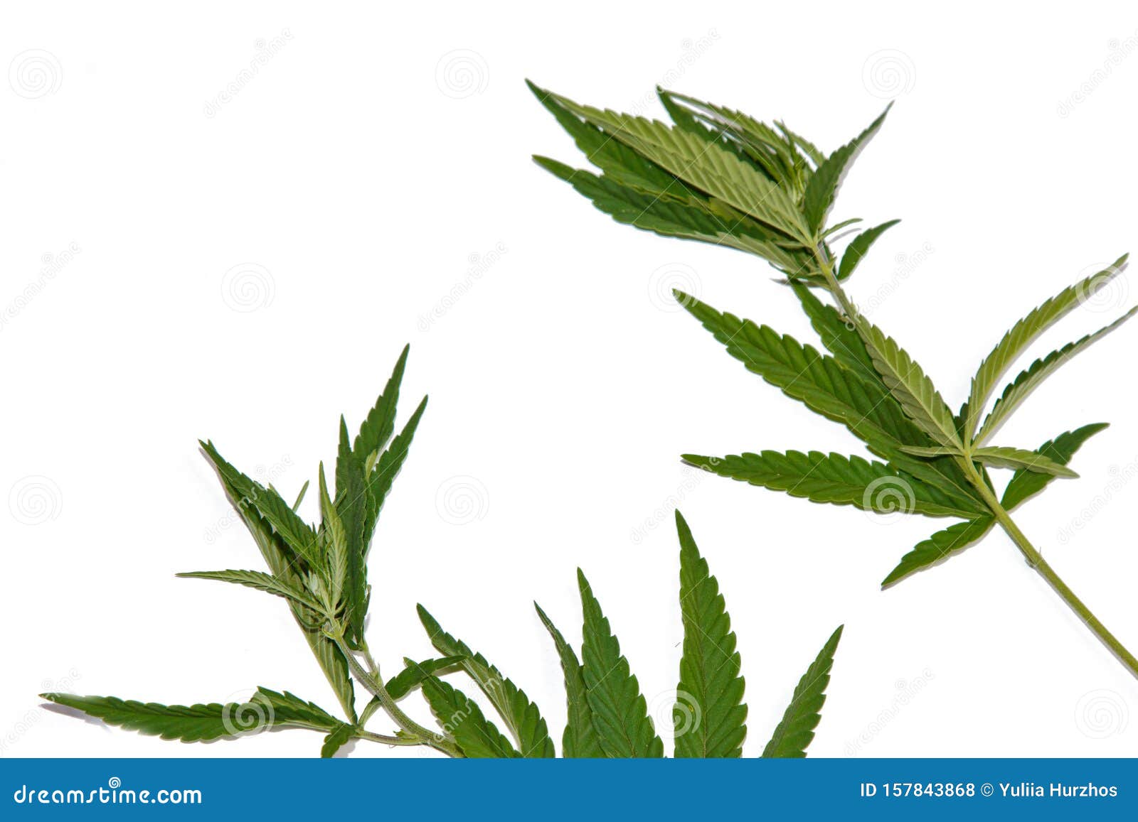 Кустарник листья как у конопли кеды с марихуаной