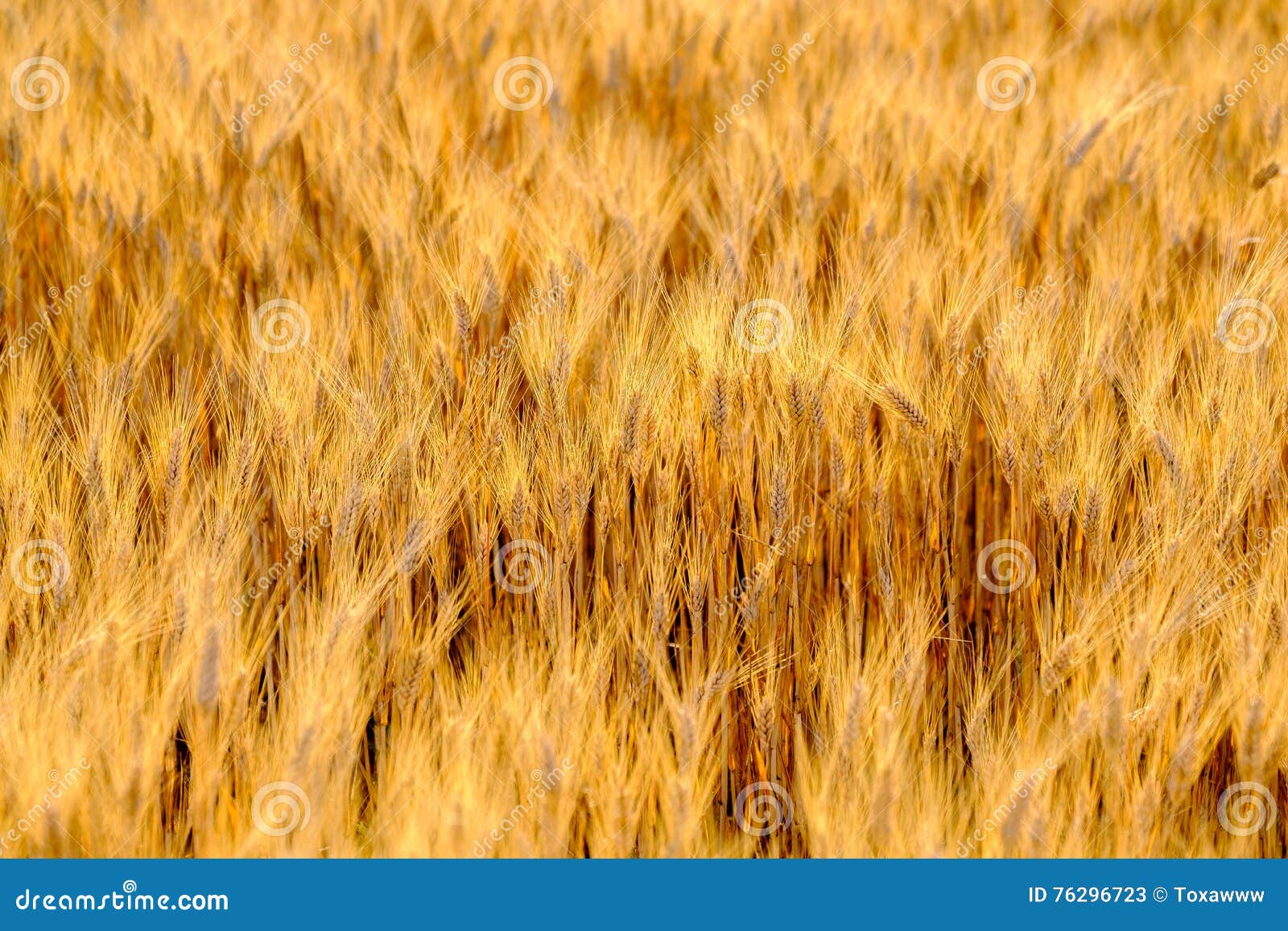 Зрелая пшеница пошатывая в ветре в поле